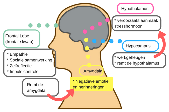 Welke breingebieden zijn van invloed op stress en negatieve emoties? Welke breingebieden zijn van invloed op stress en negatieve emoties?