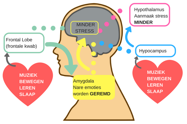 Wat heeft ons brein nodig voor minder stress en negatieve emoties? Wat heeft ons brein nodig voor minder stress en negatieve emoties?