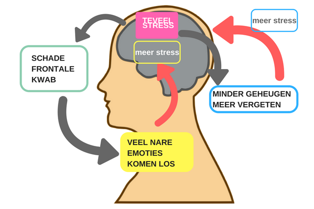 Wat gebeurt er in ons brein bij teveel stress? Wat gebeurt er in ons brein bij teveel stress?